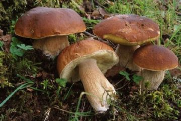 Raccolta funghi 2024