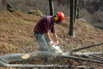 Bando - Selezioni addetti forestali